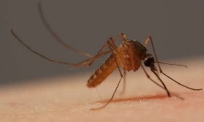 Por que algumas pessoas atraem mais mosquitos do que outras?