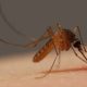 Por que algumas pessoas atraem mais mosquitos do que outras?