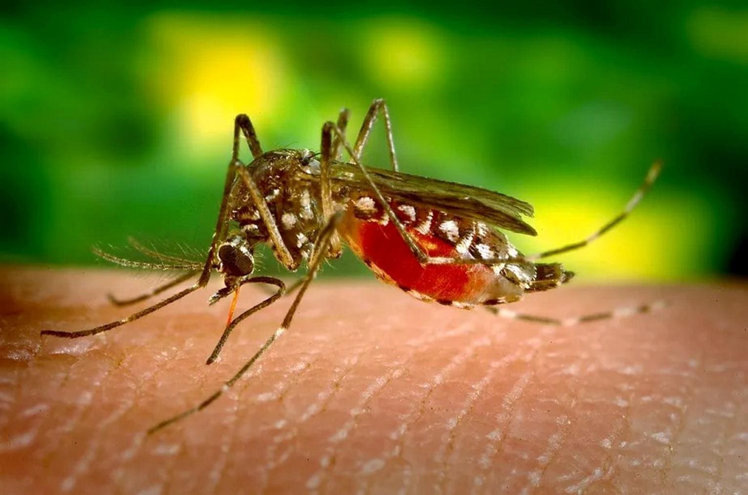 Minas confirma primeira morte por chikungunya em 2024; casos aumentam 45%