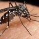 Aedes aegypti - Foto: ECOVEC/Divulgação