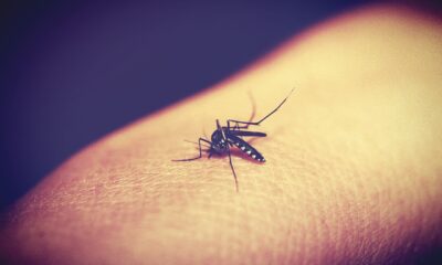 ipsemg-publica-editais-para-contratacao-temporaria-de-profissionais-para-atendimento-a-pacientes-com-dengue-e-outras-arboviroses