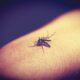 ipsemg-publica-editais-para-contratacao-temporaria-de-profissionais-para-atendimento-a-pacientes-com-dengue-e-outras-arboviroses