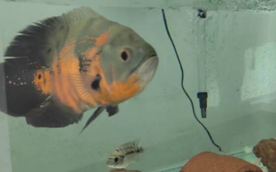 peixes-ornamentais-movimentam-mais-de-r$-10-milhoes-por-ano-em-minas-gerais