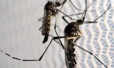 epidemia-de-dengue-e-tema-do-caminhos-da-reportagem-deste-domingo