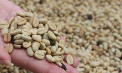 campos-experimentais-de-minas-comercializam-sementes-de-cafe-da-safra-2023/2024