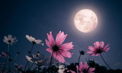 lua cheia rosa primavera