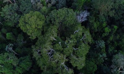 florestas-publicas-serao-concedidas-para-gerar-credito-de-carbono