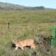 governo-de-minas-e-ibama-reabilitam-onca-parda-atropelada-e-a-devolvem-a-natureza