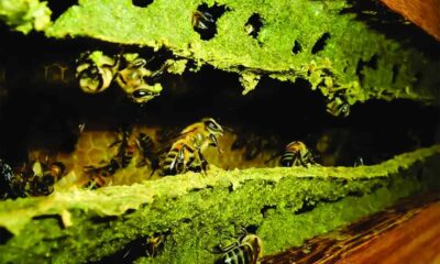 1 de 3 Abelhas produzem própolis verde, tipo raro de própolis — Foto: Natucentro/Divulgação