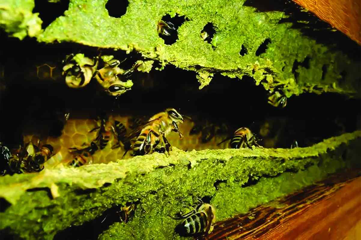 1 de 3 Abelhas produzem própolis verde, tipo raro de própolis — Foto: Natucentro/Divulgação