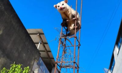 Animal subiu na estrutura de ferro para fugir de cães no Bairro Alvorada; bombeiros fizeram o resgate e devolveram o gambá à natureza — Foto: Corpo de Bombeiros/Divulgação