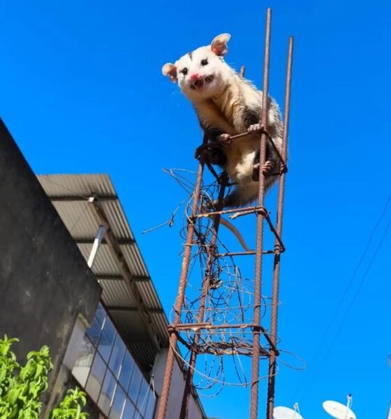 Animal subiu na estrutura de ferro para fugir de cães no Bairro Alvorada; bombeiros fizeram o resgate e devolveram o gambá à natureza — Foto: Corpo de Bombeiros/Divulgação