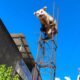 Animal subiu na estrutura de ferro para fugir de cães no Bairro Alvorada; bombeiros fizeram o resgate e devolveram o gambá à natureza — Foto: Corpo de Bombeiros/Divulgação