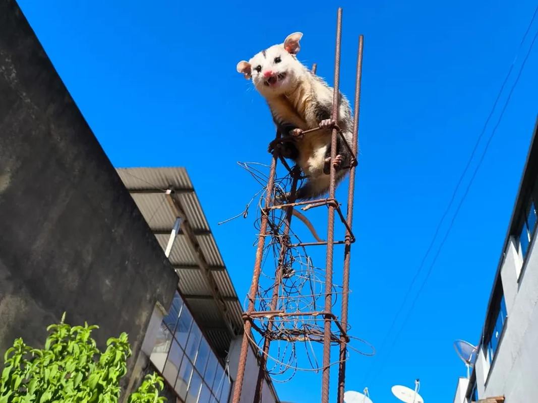 Animal subiu na estrutura de ferro para fugir de cães no Bairro Alvorada; bombeiros fizeram o resgate e devolveram o gambá à natureza — Foto: Corpo de Bombeiros/Divulgação