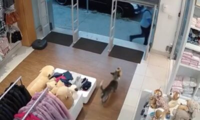 Cachorrinho furta loja de produtos infantis em Divinópolis — Foto: Reprodução/Redes Sociais