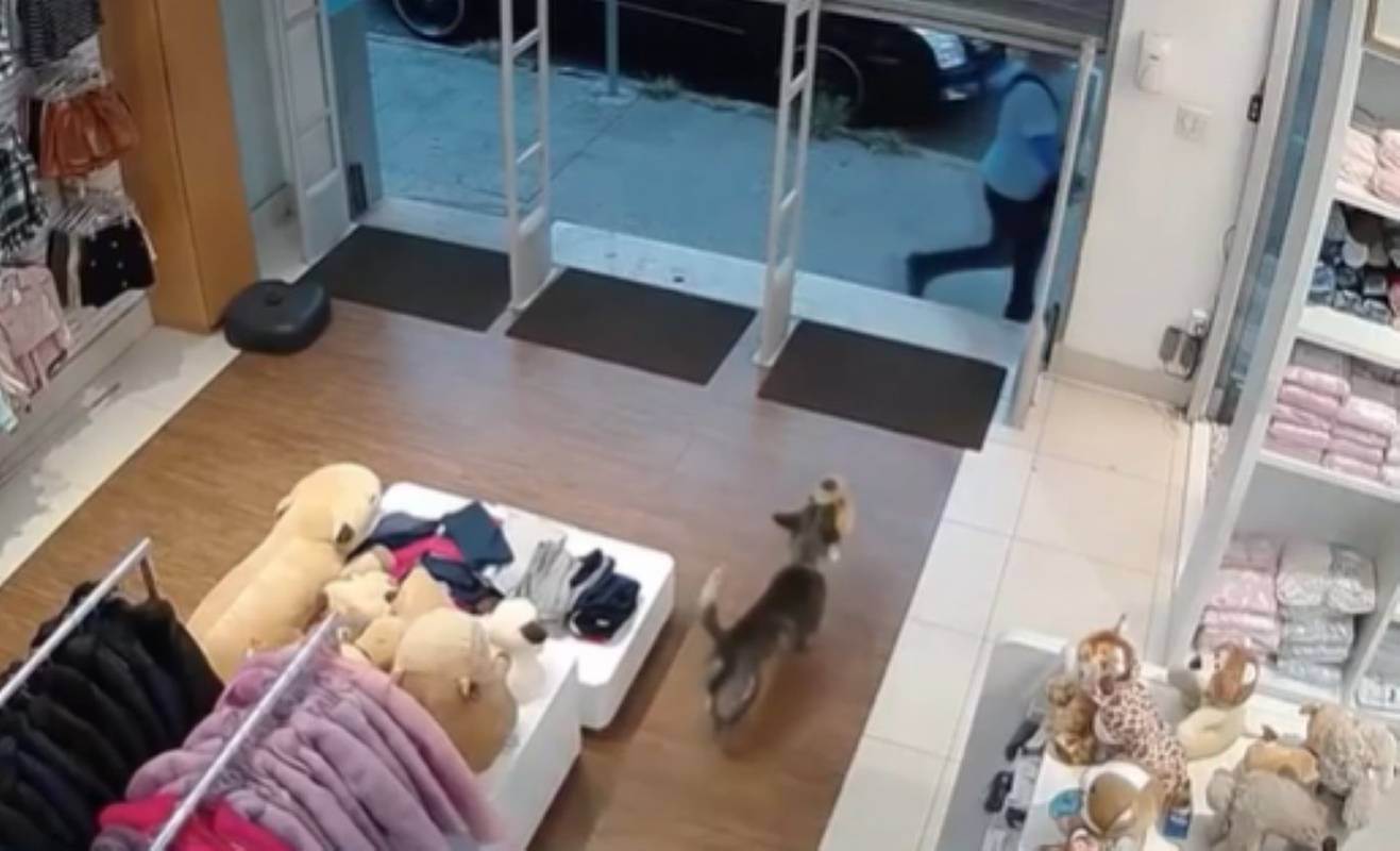 Cachorrinho furta loja de produtos infantis em Divinópolis — Foto: Reprodução/Redes Sociais