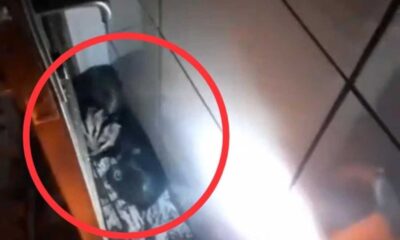 Família de Gambás cai de teto em Itaúna — Foto: Corpo de Bombeiros/Divulgação