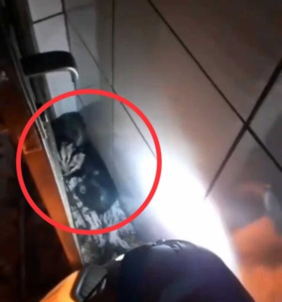 Família de Gambás cai de teto em Itaúna — Foto: Corpo de Bombeiros/Divulgação