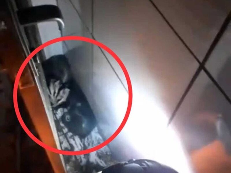 Família de Gambás cai de teto em Itaúna — Foto: Corpo de Bombeiros/Divulgação