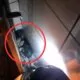 Família de Gambás cai de teto em Itaúna — Foto: Corpo de Bombeiros/Divulgação