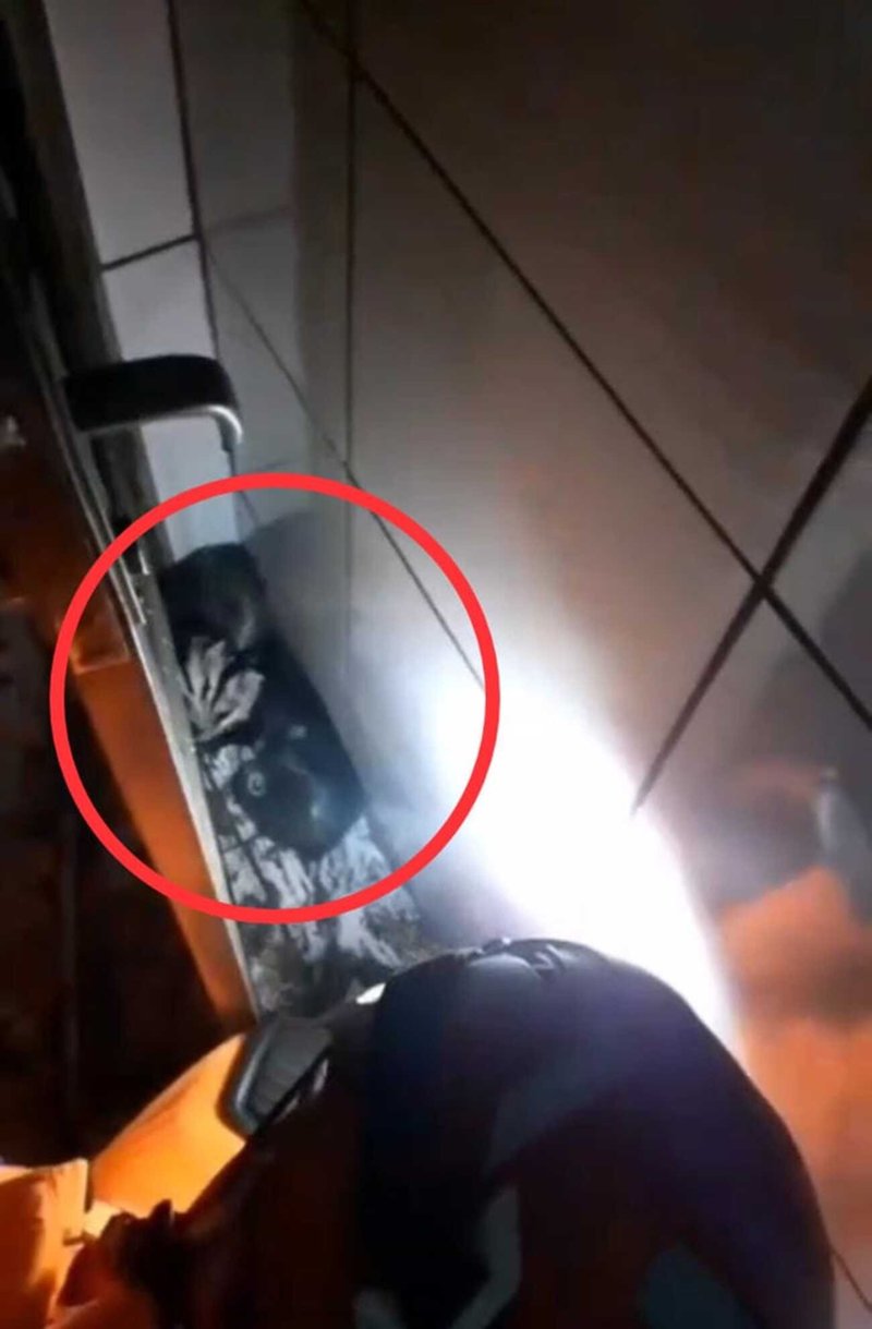 Família de Gambás cai de teto em Itaúna — Foto: Corpo de Bombeiros/Divulgação