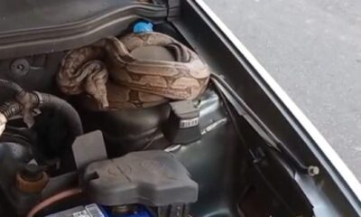 Homem abre capô do carro para checar o óleo e encontra jiboia escondida; VÍDEO - Créditos: g1/Divulgação