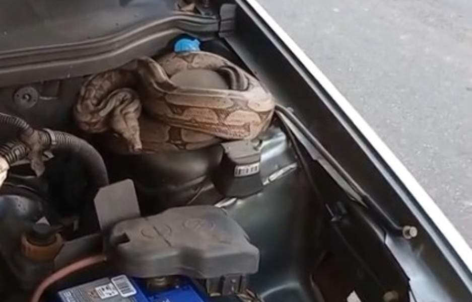 Homem abre capô do carro para checar o óleo e encontra jiboia escondida; VÍDEO - Créditos: g1/Divulgação