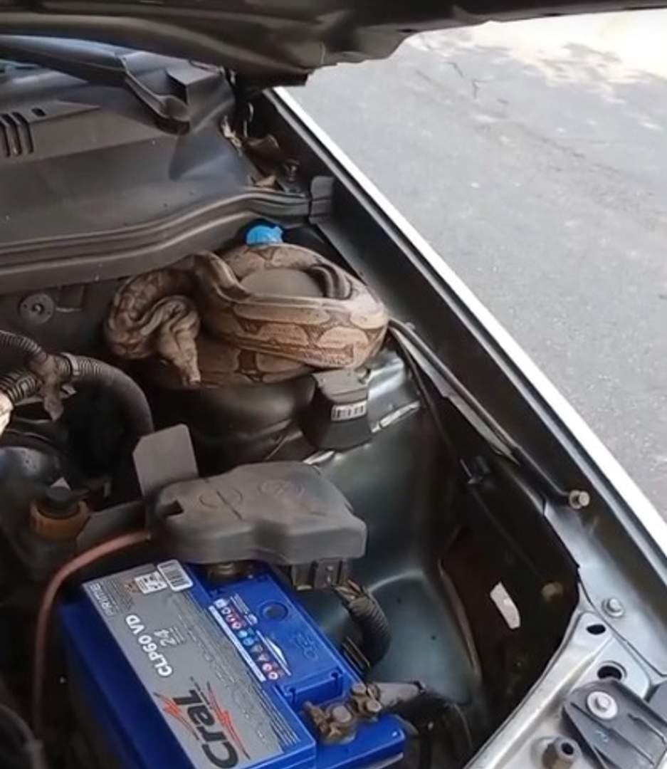 Homem abre capô do carro para checar o óleo e encontra jiboia escondida; VÍDEO - Créditos: g1/Divulgação