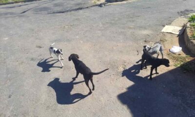Mulher é presa por abandonar quatro cães em via publica em Carmo do Cajuru — Foto: Policia Militar de Meio Ambiente/Divulgação