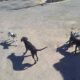 Mulher é presa por abandonar quatro cães em via publica em Carmo do Cajuru — Foto: Policia Militar de Meio Ambiente/Divulgação