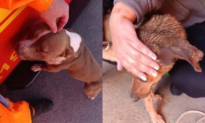 Pitbull invade casa, ataca cachorro e assusta moradores em Arcos — Foto: Corpo de Bombeiros/Divulgação