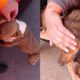 Pitbull invade casa, ataca cachorro e assusta moradores em Arcos — Foto: Corpo de Bombeiros/Divulgação