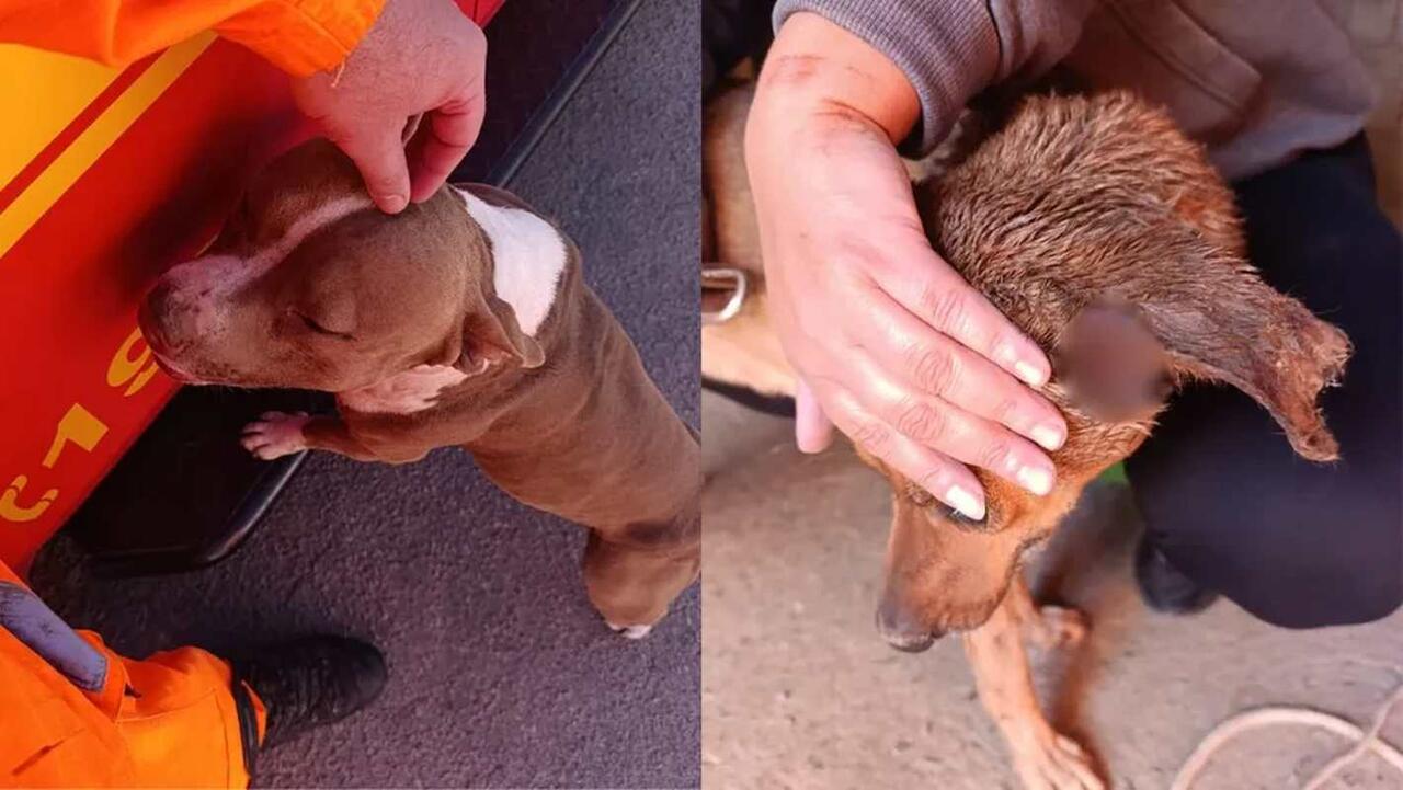Pitbull invade casa, ataca cachorro e assusta moradores em Arcos — Foto: Corpo de Bombeiros/Divulgação